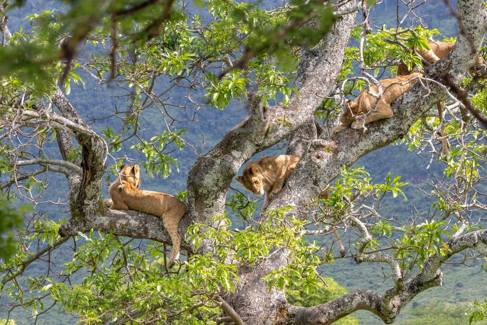 Tanzania Wildlife Ngorongoro leeuwen in boom AZ (5).jpg - Jambo Safari Club